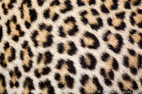 how to style leopard print shoes: why do leopards have spots?